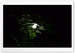 Tree Light Ultra HD Wallpaper for 4K UHD Widescreen desktop, tablet & smartphone