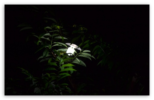 Tree Light UltraHD Wallpaper for UHD 16:9 ; HD 16:9 ; Widescreen 16:10 5:3 ; Fullscreen 3:2 ;