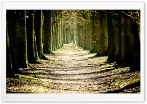 Tree Lined Path Ultra HD Wallpaper for 4K UHD Widescreen desktop, tablet & smartphone