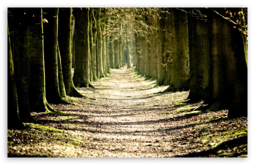 Tree Lined Path UltraHD Wallpaper for Wide 16:10 5:3 Widescreen WHXGA WQXGA WUXGA WXGA WGA ; 8K UHD TV 16:9 Ultra High Definition 2160p 1440p 1080p 900p 720p ; Standard 4:3 5:4 3:2 Fullscreen UXGA XGA SVGA QSXGA SXGA DVGA HVGA HQVGA ( Apple PowerBook G4 iPhone 4 3G 3GS iPod Touch ) ; Tablet 1:1 ; iPad 1/2/Mini ; Mobile 4:3 5:3 3:2 16:9 5:4 - UXGA XGA SVGA WGA DVGA HVGA HQVGA ( Apple PowerBook G4 iPhone 4 3G 3GS iPod Touch ) 2160p 1440p 1080p 900p 720p QSXGA SXGA ; Dual 5:4 QSXGA SXGA ;