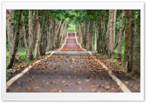 Tree-lined Road Ultra HD Wallpaper for 4K UHD Widescreen desktop, tablet & smartphone