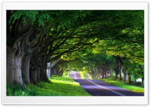 Tree Lined Street Ultra HD Wallpaper for 4K UHD Widescreen desktop, tablet & smartphone