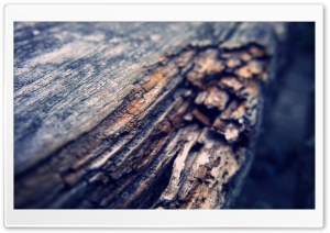 Tree Log Ultra HD Wallpaper for 4K UHD Widescreen desktop, tablet & smartphone