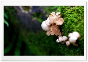Tree Mushroom Ultra HD Wallpaper for 4K UHD Widescreen desktop, tablet & smartphone