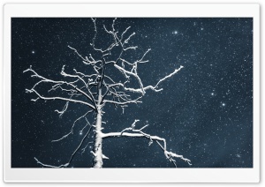 Tree, Night Sky, Lapland Ultra HD Wallpaper for 4K UHD Widescreen desktop, tablet & smartphone