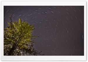 Tree, Night, Star Trail Ultra HD Wallpaper for 4K UHD Widescreen desktop, tablet & smartphone