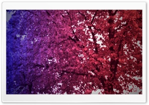 Tree of Colors Ultra HD Wallpaper for 4K UHD Widescreen desktop, tablet & smartphone