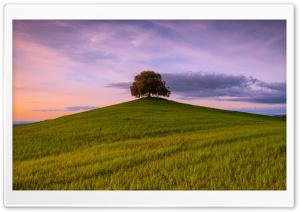 Tree on a Hill Landscape Ultra HD Wallpaper for 4K UHD Widescreen Desktop, Lockscreen, Screensaver, TV, Tablet, Smartphone