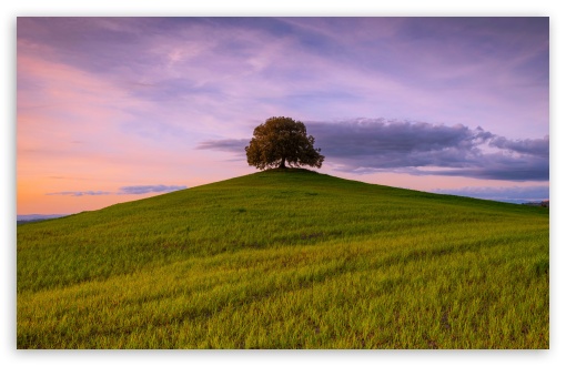 Tree on a Hill Landscape UltraHD Wallpaper for UHD 16:9 ; HD 16:9 ; UltraWide 21:9 24:10 32:9 32:10 ; Widescreen 16:10 5:3 ; Fullscreen 4:3 5:4 3:2 ; Tablet 1:1 ; Mobile 9:16 9:19.5 9:20 9:21 9:22 10:16 2:3 3:5 3:4 ; Dual 16:10 5:3 16:9 4:3 5:4 3:2 ; Triple 16:10 5:3 16:9 4:3 5:4 3:2 ;