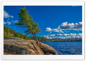 Tree On Rock Beside Lake Ultra HD Wallpaper for 4K UHD Widescreen Desktop, Lockscreen, Screensaver, TV, Tablet, Smartphone