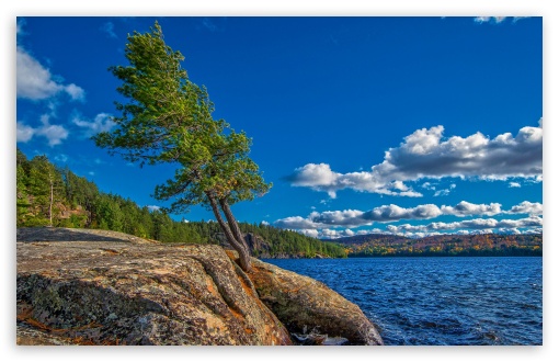 Tree On Rock Beside Lake UltraHD Wallpaper for HD 16:9 ; Widescreen 16:10 5:3 ; Fullscreen 4:3 5:4 ;