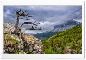 Tree On Rock In Glacier National Park Ultra HD Wallpaper for 4K UHD Widescreen desktop, tablet & smartphone