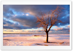 Tree On The Beach Ultra HD Wallpaper for 4K UHD Widescreen desktop, tablet & smartphone