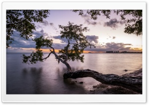 Tree over Water Ultra HD Wallpaper for 4K UHD Widescreen desktop, tablet & smartphone