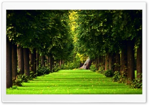 Tree Path Ultra HD Wallpaper for 4K UHD Widescreen desktop, tablet & smartphone