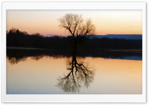 Tree Reflection In The Flooded Flats Ultra HD Wallpaper for 4K UHD Widescreen desktop, tablet & smartphone