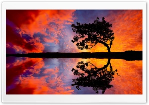 Tree Reflection In Water Ultra HD Wallpaper for 4K UHD Widescreen desktop, tablet & smartphone