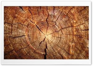 Tree Rings Ultra HD Wallpaper for 4K UHD Widescreen desktop, tablet & smartphone