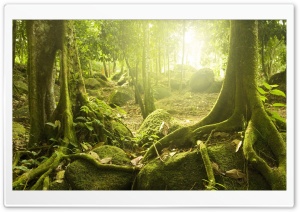 Tree Roots Ultra HD Wallpaper for 4K UHD Widescreen desktop, tablet & smartphone