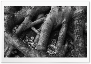 Tree Roots Black And White Ultra HD Wallpaper for 4K UHD Widescreen desktop, tablet & smartphone