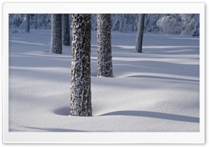 Tree Shadows On Snow Ultra HD Wallpaper for 4K UHD Widescreen desktop, tablet & smartphone