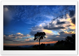 Tree Silhouette Against Sunset Ultra HD Wallpaper for 4K UHD Widescreen desktop, tablet & smartphone