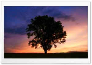 Tree Silhouette Photography Ultra HD Wallpaper for 4K UHD Widescreen desktop, tablet & smartphone