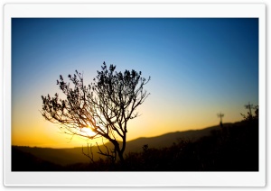 Tree Silhouette, Sunrise Ultra HD Wallpaper for 4K UHD Widescreen desktop, tablet & smartphone