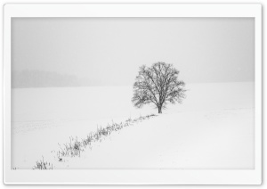 Tree, Snow, Winter, Erzgebirge Ultra HD Wallpaper for 4K UHD Widescreen desktop, tablet & smartphone