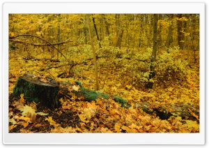 Tree Stump, Autumn Leaves Ultra HD Wallpaper for 4K UHD Widescreen Desktop, Lockscreen, Screensaver, TV, Tablet, Smartphone