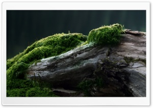 Tree Stump Covered With Moss Ultra HD Wallpaper for 4K UHD Widescreen desktop, tablet & smartphone
