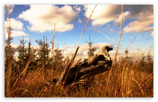 Tree Stump In A Field UltraHD Wallpaper for HD 16:9 ; Widescreen 16:10 5:3 ; Fullscreen 4:3 5:4 3:2 ; Tablet 1:1 ; Mobile 3:5 3:4 ; Dual 16:10 5:3 16:9 4:3 5:4 ;