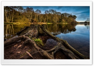 Tree Stump Lake Ultra HD Wallpaper for 4K UHD Widescreen Desktop, Lockscreen, Screensaver, TV, Tablet, Smartphone