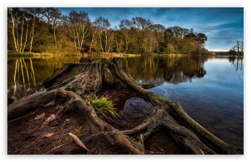 Tree Stump Lake UltraHD Wallpaper for HD 16:9 ; Widescreen 16:10 5:3 ;