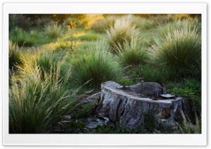 Tree Stump, Summer Ultra HD Wallpaper for 4K UHD Widescreen desktop, tablet & smartphone