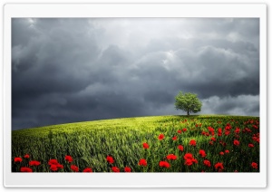 Tree, Summer Storm Ultra HD Wallpaper for 4K UHD Widescreen desktop, tablet & smartphone