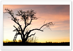 Tree Top Ladder Ultra HD Wallpaper for 4K UHD Widescreen desktop, tablet & smartphone