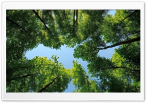Tree Tops Ultra HD Wallpaper for 4K UHD Widescreen desktop, tablet & smartphone