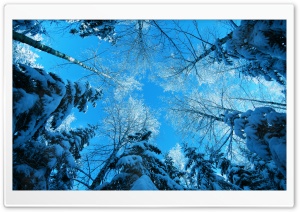 Tree Tops And Blue Sky Ultra HD Wallpaper for 4K UHD Widescreen desktop, tablet & smartphone