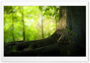 Tree Trunk And Roots Ultra HD Wallpaper for 4K UHD Widescreen desktop, tablet & smartphone