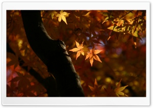 Tree Trunk, Autumn Ultra HD Wallpaper for 4K UHD Widescreen desktop, tablet & smartphone