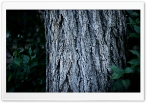 Tree Trunk Close-Up Ultra HD Wallpaper for 4K UHD Widescreen desktop, tablet & smartphone