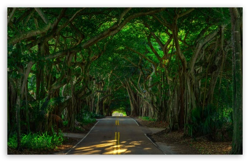 Tree Tunnel UltraHD Wallpaper for UHD 16:9 ; HD 16:9 ; UltraWide 21:9 24:10 ; Widescreen 16:10 5:3 ; Fullscreen 4:3 5:4 3:2 ; Tablet 1:1 ; Mobile 9:16 9:19.5 9:20 9:21 9:22 10:16 2:3 3:5 3:4 ;