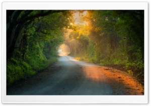 Tree Tunnel Road Ultra HD Wallpaper for 4K UHD Widescreen desktop, tablet & smartphone