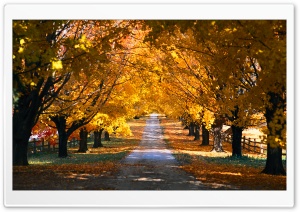 Tree Tunnel Road Autumn Ultra HD Wallpaper for 4K UHD Widescreen desktop, tablet & smartphone