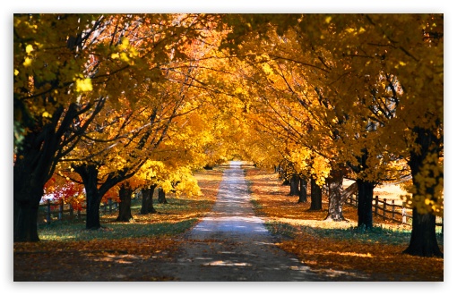 fall trees desktop background