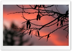 Tree Twigs, Twilight Ultra HD Wallpaper for 4K UHD Widescreen desktop, tablet & smartphone