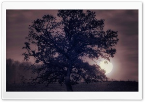 Tree Under Full Moon Ultra HD Wallpaper for 4K UHD Widescreen desktop, tablet & smartphone