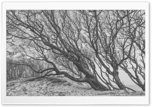 Tree, Wind, Black and White Ultra HD Wallpaper for 4K UHD Widescreen desktop, tablet & smartphone