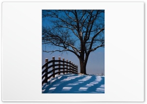 Tree Winter 4K UHD Wallpaper for Widescreen and UltraWide Desktop, UltraHD TV, Smartphone, Tablet
